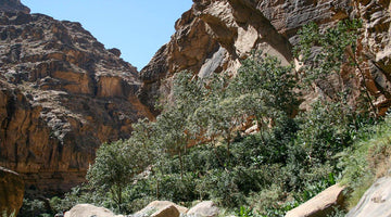 The Unique Characteristics of Yemen Matari: