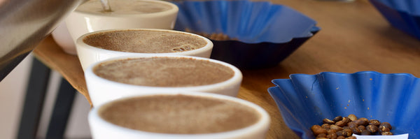 coffee tasting in oaxaca, row of white coffee mugs with blue bowls full of coffee beans