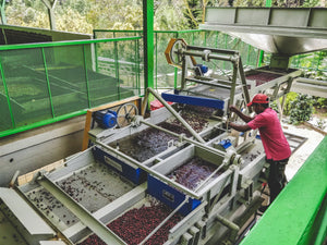 Person operating a coffee machine processing coffee cherries in an outdoor setting with greenery.