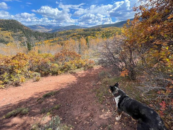 Dog standing on a dirt path in a mountainous area with autumn foliage and blue sky.