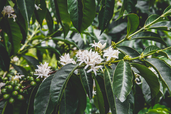 Colombia Lote 3 - Pink Bourbon (presale, roasts 10/30)