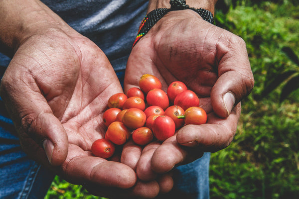 Colombia Lote 3 - Pink Bourbon (presale, roasts 10/30)