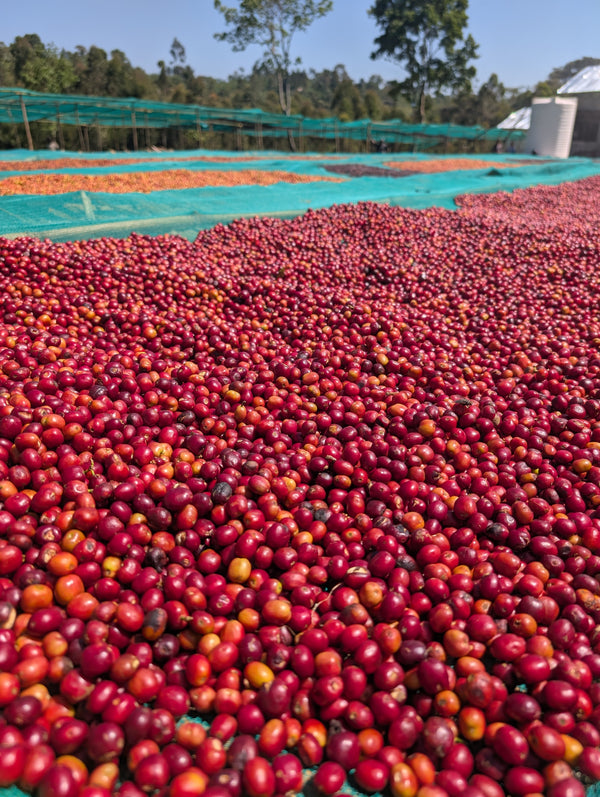 Ethiopia Bare Natural