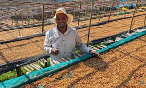 Man standing next to a tray of drying coffee beans in an outdoor setting