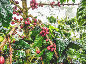 Coffee berries on a tree branch with green leaves in the background