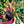 Load image into Gallery viewer, coffee producer picking coffee cherries