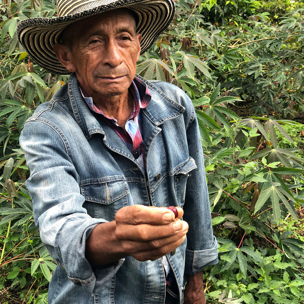 latin america coffee farmer holding a coffee cherry with coffee bean plants in the background
