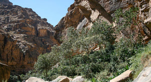 The Unique Characteristics of Yemen Matari: