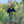 Load image into Gallery viewer, A man standing in a lush green outdoor farm or plantation, holding small leafy plants. He is wearing a dark plaid button-up shirt over a yellow t-shirt and jeans.

