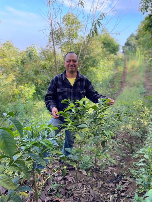 A man standing in a lush green outdoor farm or plantation, holding small leafy plants. He is wearing a dark plaid button-up shirt over a yellow t-shirt and jeans.