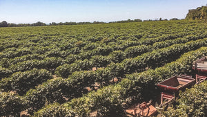 large field of row upon row of coffee trees