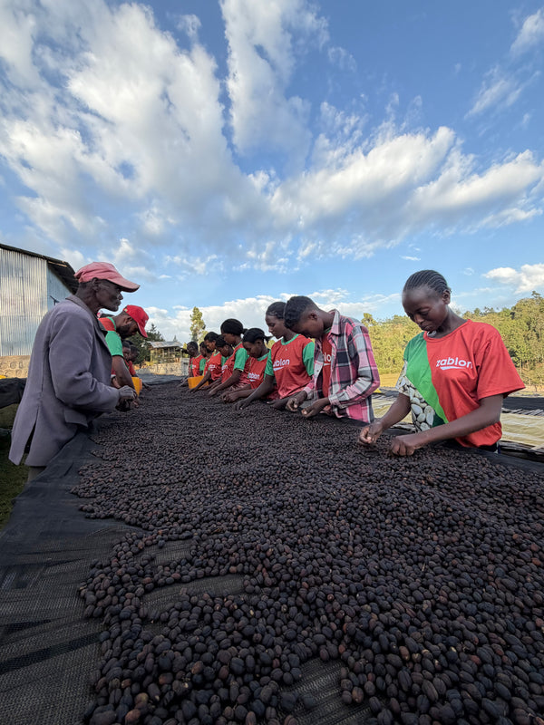 Artist Reserve: Ethiopia Bochessa Natural