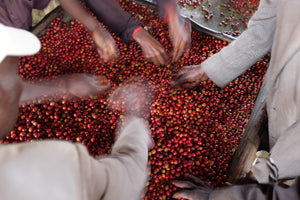 Sorting Burundian Coffee Cherries for Color Coffee