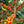 Load image into Gallery viewer, Pink Bourbon Fruiting in Huila, Colombia
