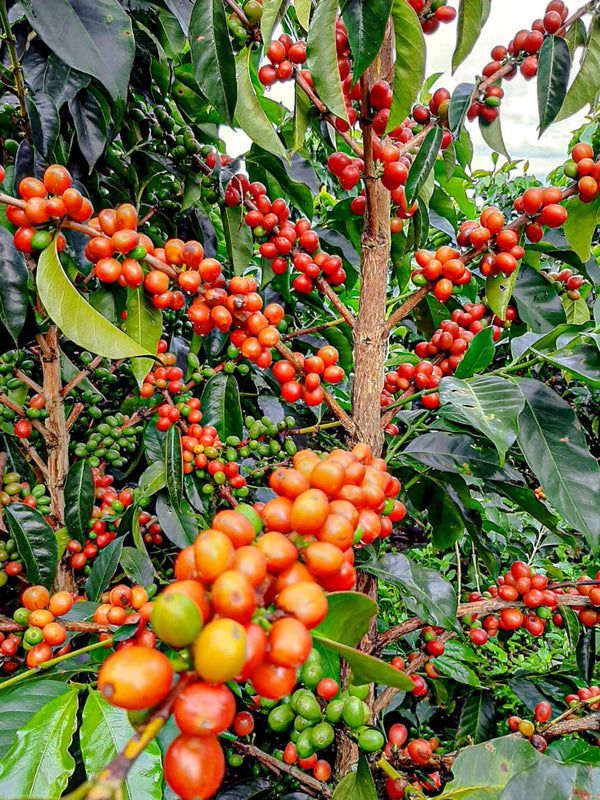 Pink Bourbon Fruiting in Huila, Colombia