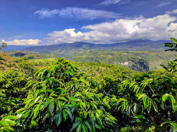 Southern Huila Pink Bourbon Heaven