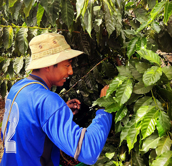 coffee farmer harvesting beans