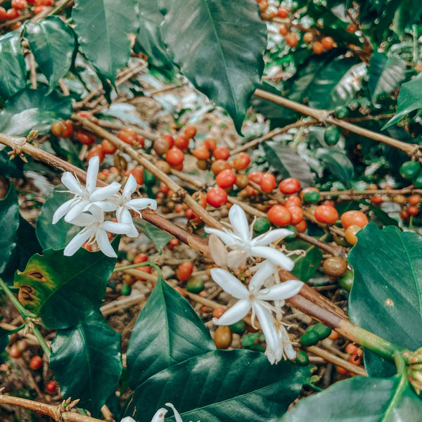 coffee bean plant