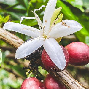 flowering coffee cherry