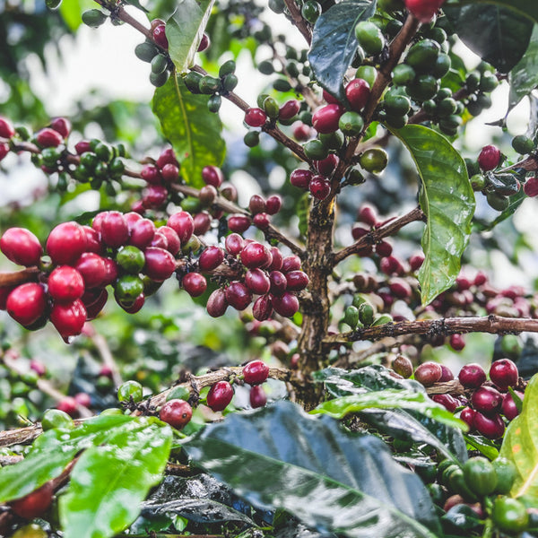 branch showing coffee cherries