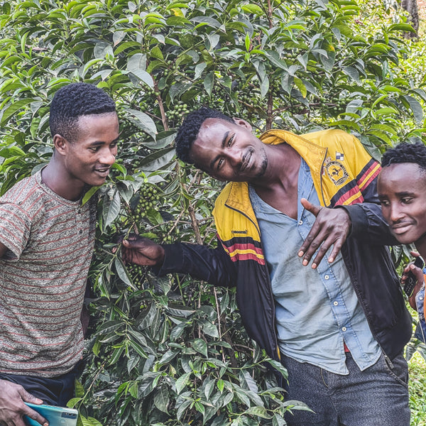 Three Ethiopian coffee farmers in front of a coffee tree