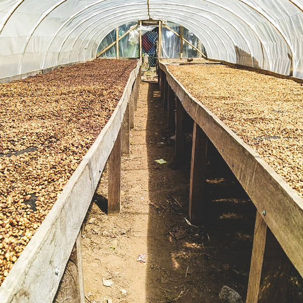 whole bean coffee on raised drying racks in a green house