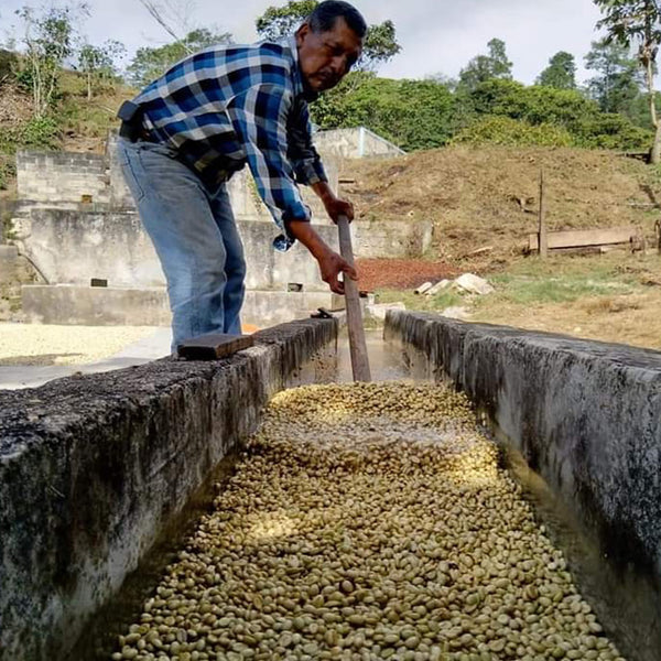 coffee farmer washing the coffee beans