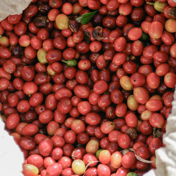 coffee cherries in a pile