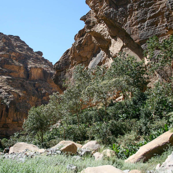 mountains and trees in Yemen