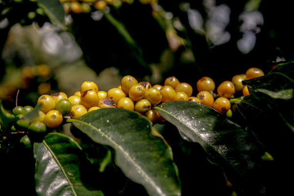 close up of a bunch of coffee cherries on top of the leaves on a branch