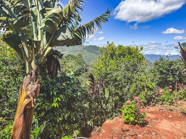 Scenic view of a tropical landscape with banana trees, mountains, and blue sky.