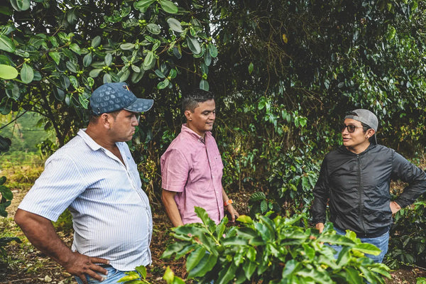 Three men standing among coffee trees in a coffee farm