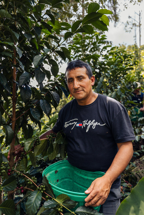 Artist Reserve Peru El Roble - Washed Yellow Caturro