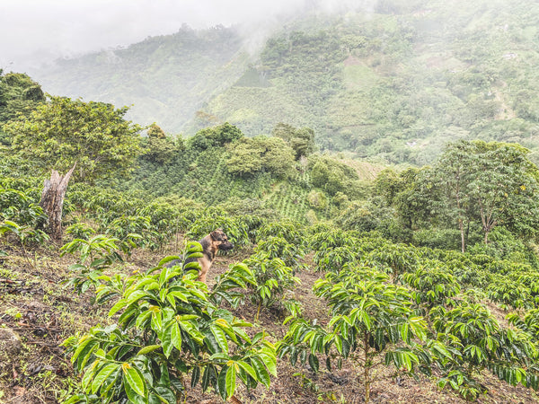 Colombia Los Jazmines - Anaerobic Washed Pink Bourbon (presale, first roast 3/26)