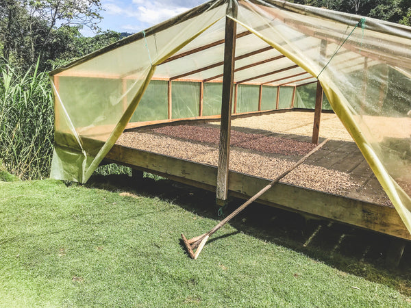 Drying Beds at Finca La Pradera