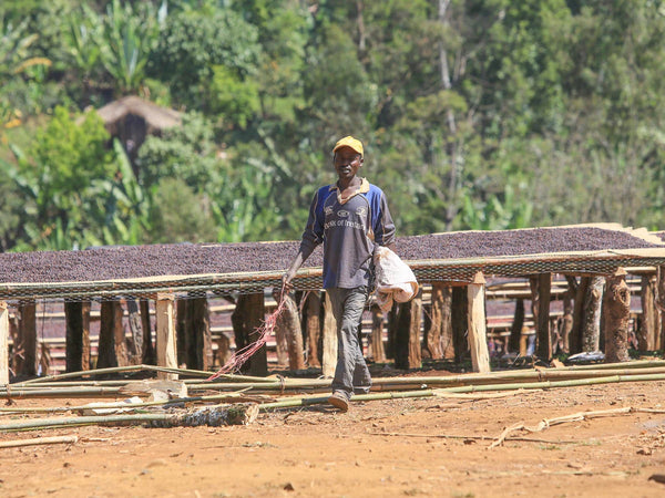 Ethiopia Kercha Natural