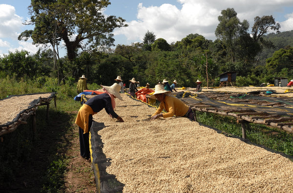 Jimma Coffee Production