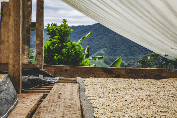 Artist Reserve Ecuador Las Guas - Extended Fermentation Washed