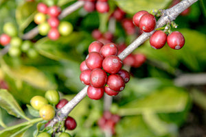 Red coffee berries on a branch with green leaves