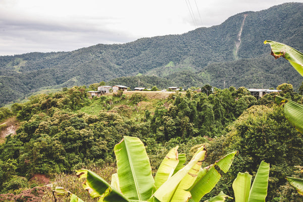 Artist Reserve Ecuador Las Guas - Extended Fermentation Washed