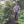Load image into Gallery viewer, Man standing among coffee trees on a farm
