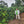 Load image into Gallery viewer, Man standing among coffee trees in a coffee farm in Honduras
