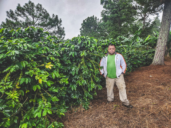 Man standing among coffee trees in a coffee farm in Honduras