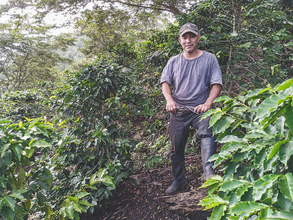 Man standing among coffee trees on a farm