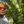 Load image into Gallery viewer, Ethiopian Legends

