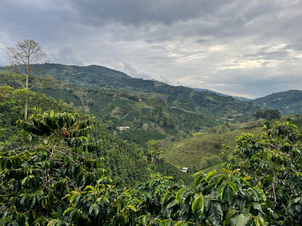 Colombia Beto Narvaez - Multi-Stage Washed Pink Bourbon