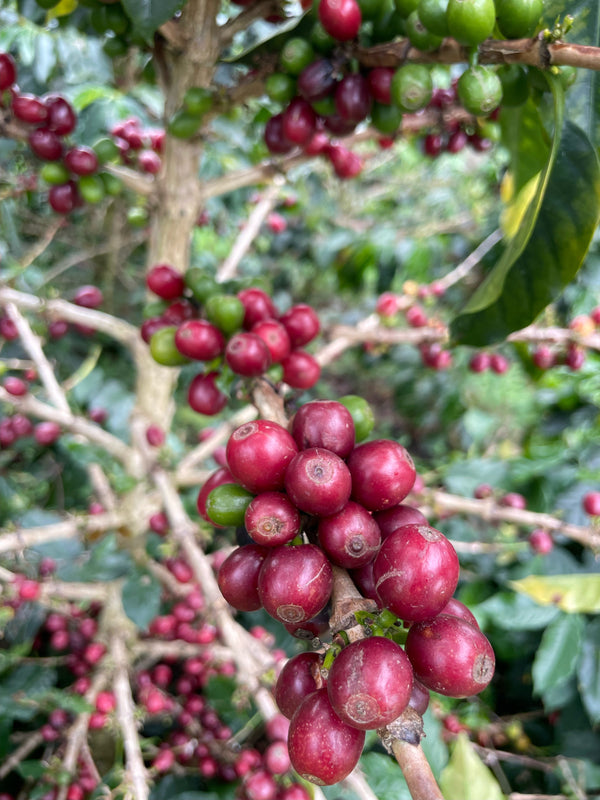Colombia Beto Narvaez - Multi-Stage Washed Pink Bourbon