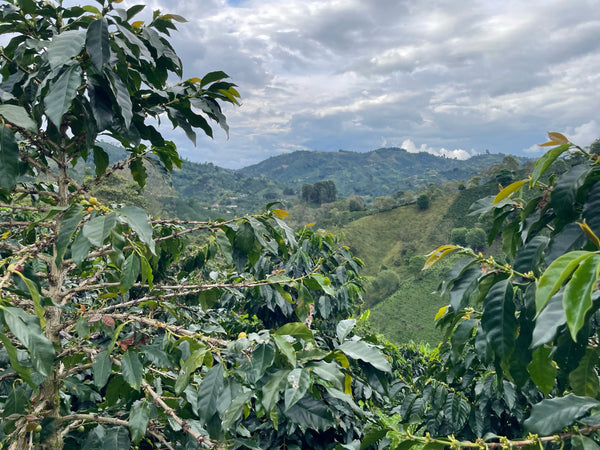 Colombia Beto Narvaez - Multi-Stage Washed Pink Bourbon