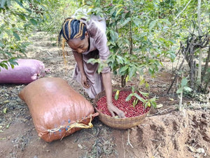 woman coffee farmer reaching her hand into a basket of coffee cherries with burlap satchels of coffee laying on the ground beside her.