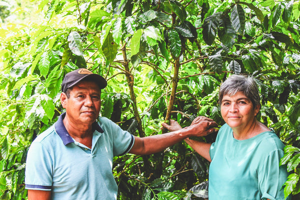 Honduras Irma Trochez - Honey Parainema (PRESALE first batch 12/16)